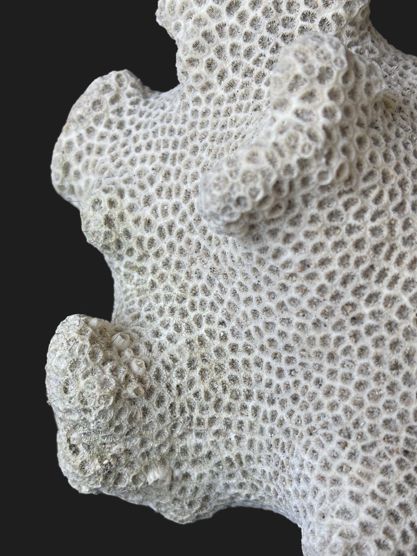 Massive Natural Dried Sea Coral Fossil with Dense Honeycomb Polyps & Soft Ivory Hue – Miami Beach, Florida