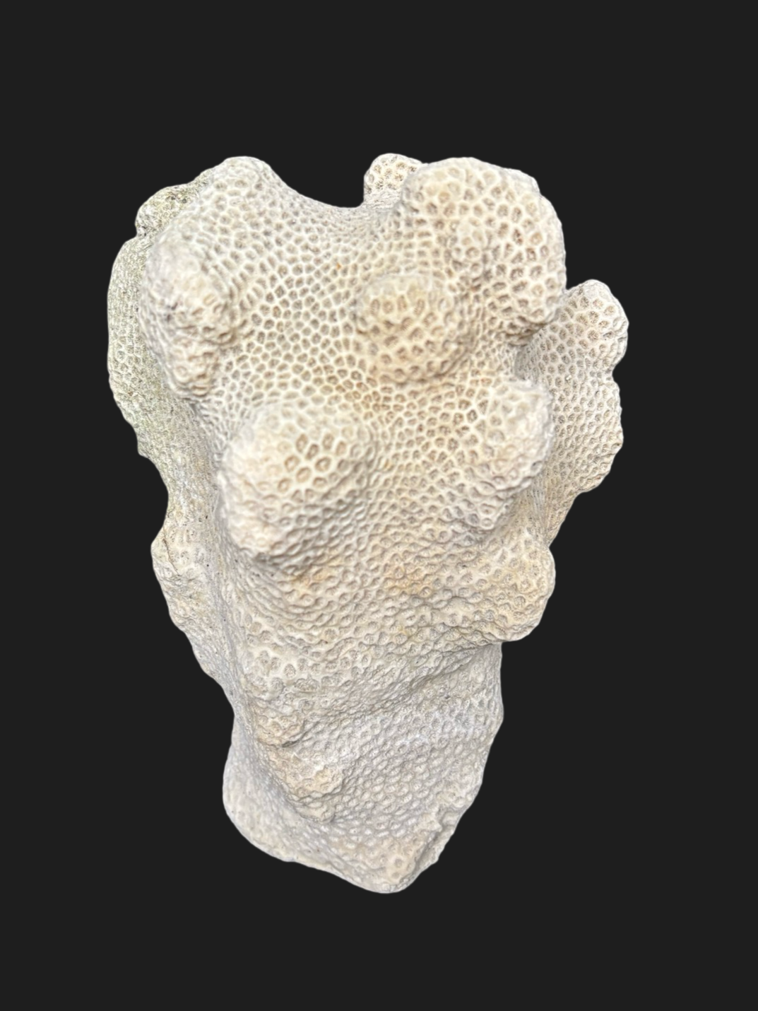 Massive Natural Dried Sea Coral Fossil with Dense Honeycomb Polyps & Soft Ivory Hue – Miami Beach, Florida