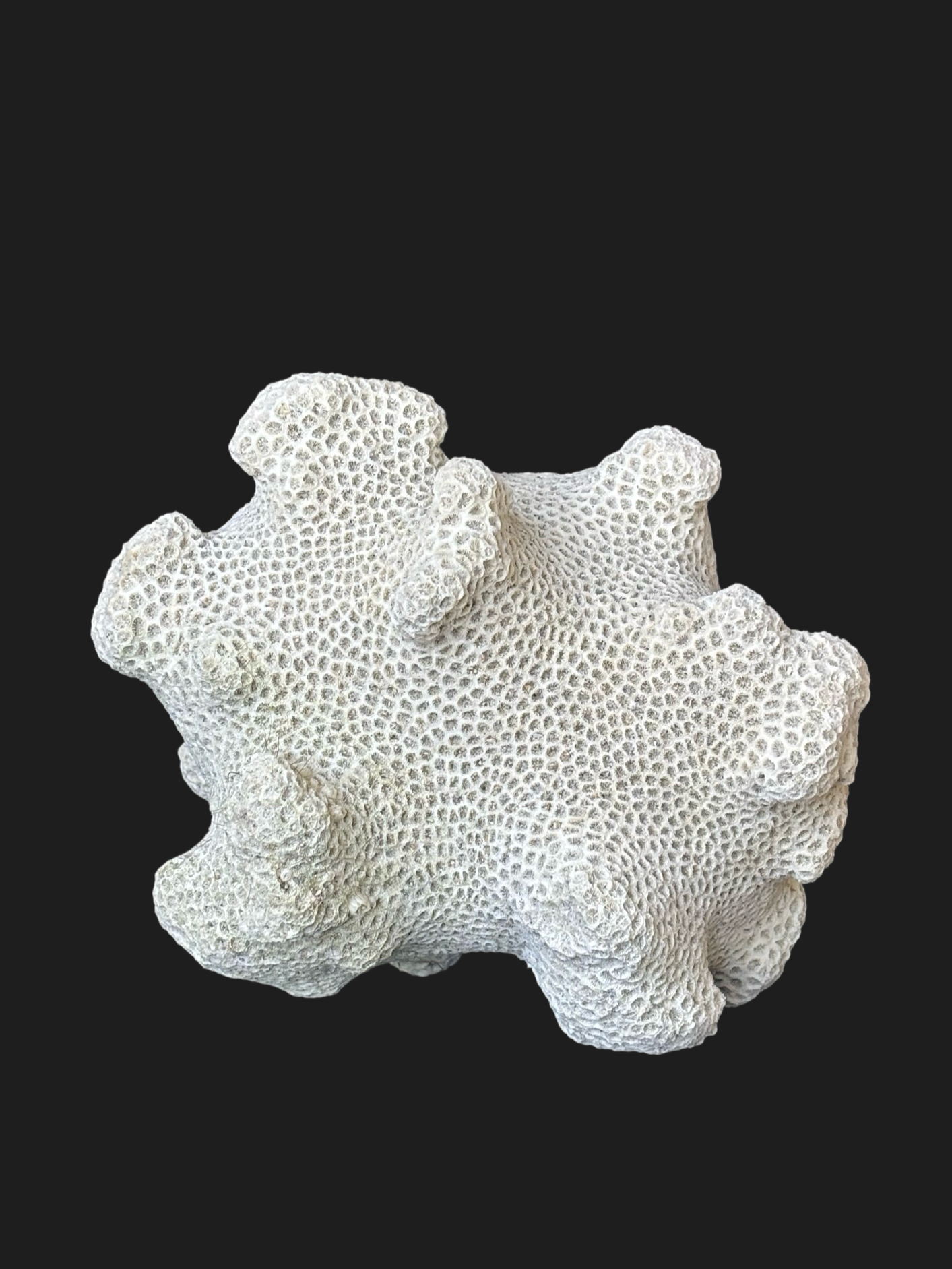 Massive Natural Dried Sea Coral Fossil with Dense Honeycomb Polyps & Soft Ivory Hue – Miami Beach, Florida