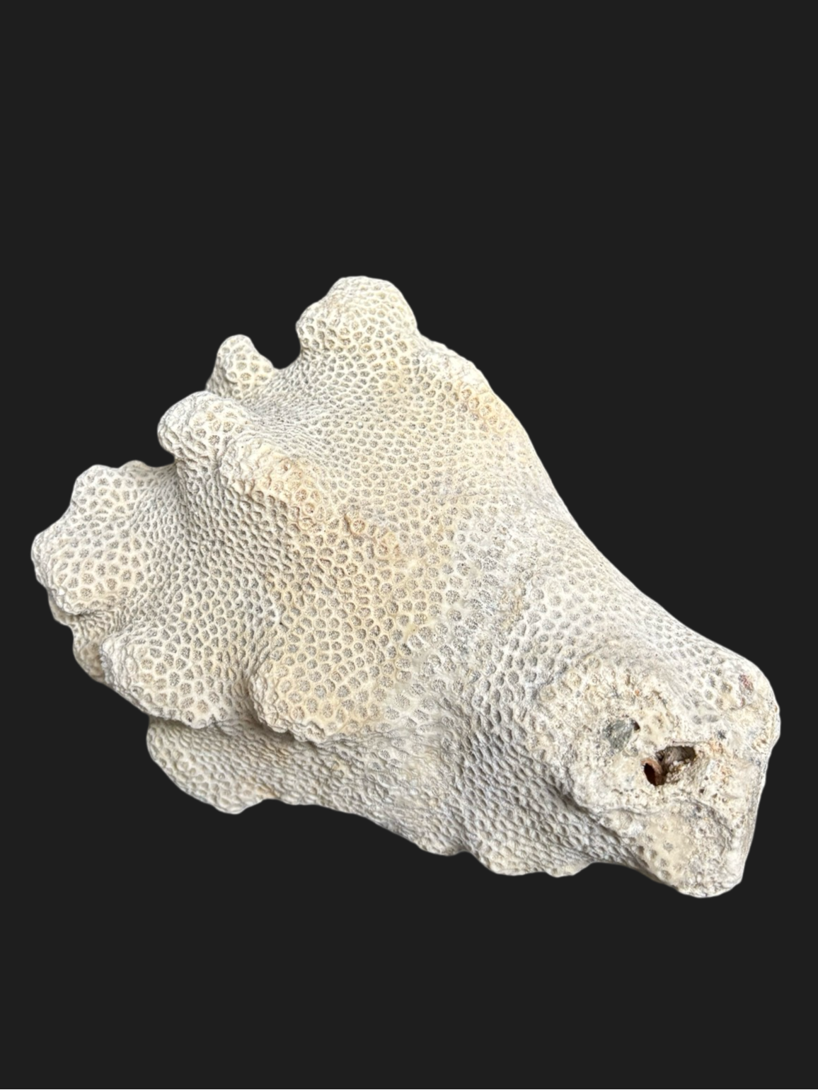 Massive Natural Dried Sea Coral Fossil with Dense Honeycomb Polyps & Soft Ivory Hue – Miami Beach, Florida