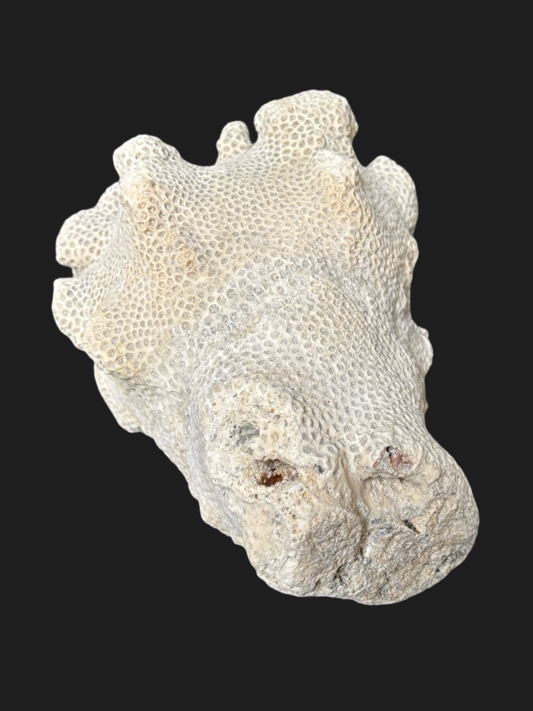 Massive Natural Dried Sea Coral Fossil with Dense Honeycomb Polyps & Soft Ivory Hue – Miami Beach, Florida