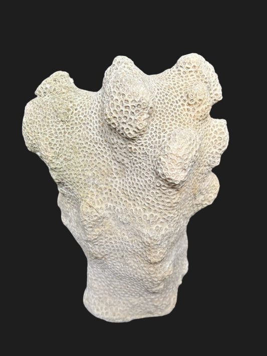 Massive Natural Dried Sea Coral Fossil with Dense Honeycomb Polyps & Soft Ivory Hue – Miami Beach, Florida